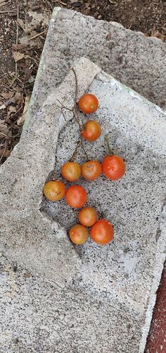 Todays_Tomatoes